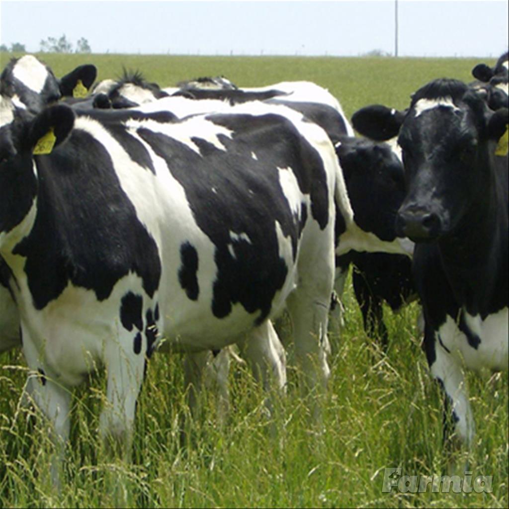 Holstein Heifer Cows, Heifer cows,