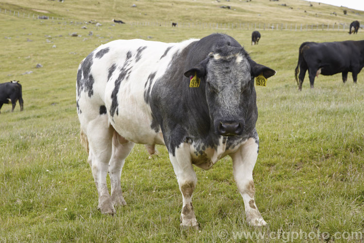 Friesian Cows